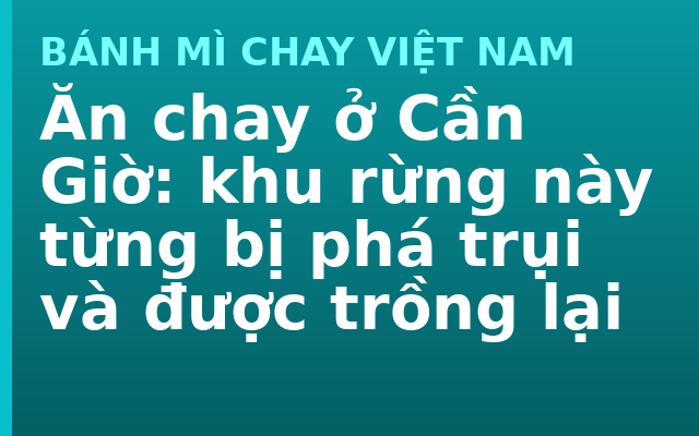 Ăn chay ở Cần Giờ: khu rừng này từng bị phá trụi và được trồng lại