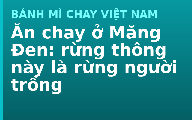 Ăn chay ở Măng Đen: rừng thông này là rừng người trồng