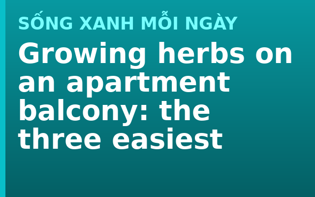 Growing herbs on an apartment balcony: the three easiest